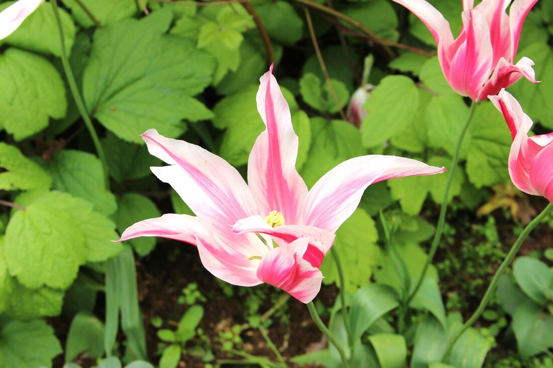 pink flower in Kew Gardens